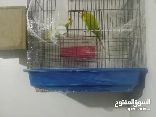 جوز حب مع 3 فراخ و اقفاص 2