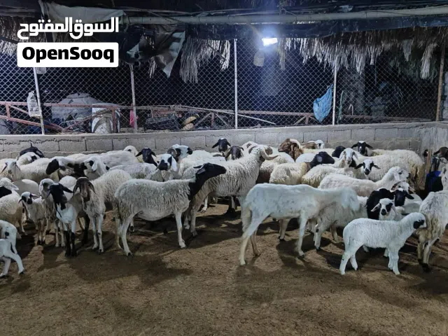 اغنام للبيع