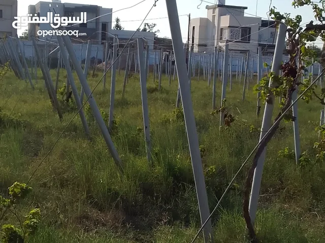 اعمدة خاصة بزراعة العنب .عدد. 600 طرابلس