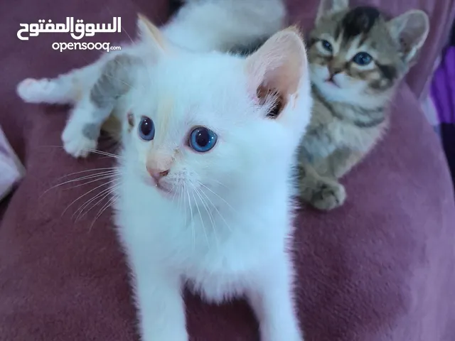 قطط للبيع شيرازي وهمالاي جميله صغيره
