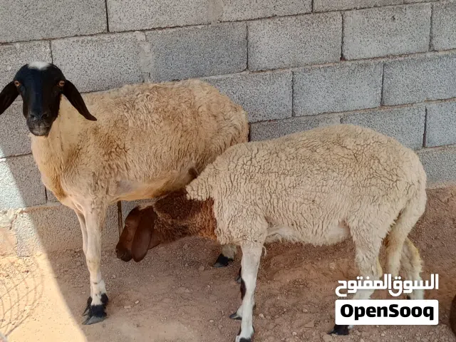 نعجتين للبيع