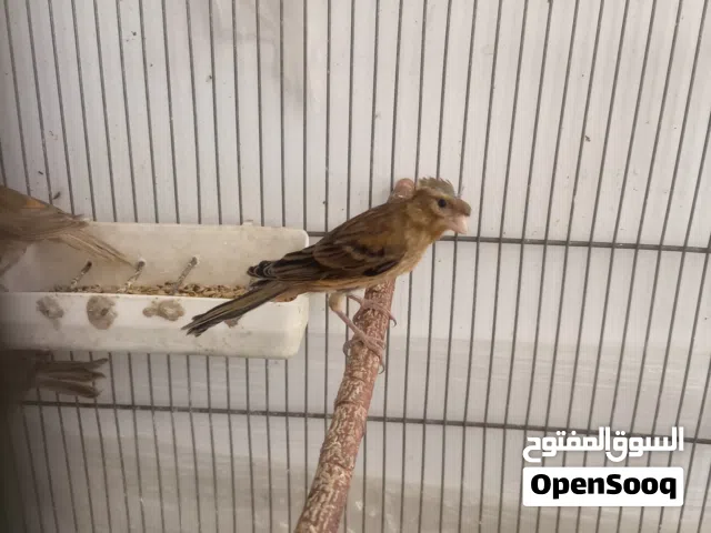 7 مخاليف كنار منهم حبه عمر شهرين والباقي اكثر من 4 اشهر