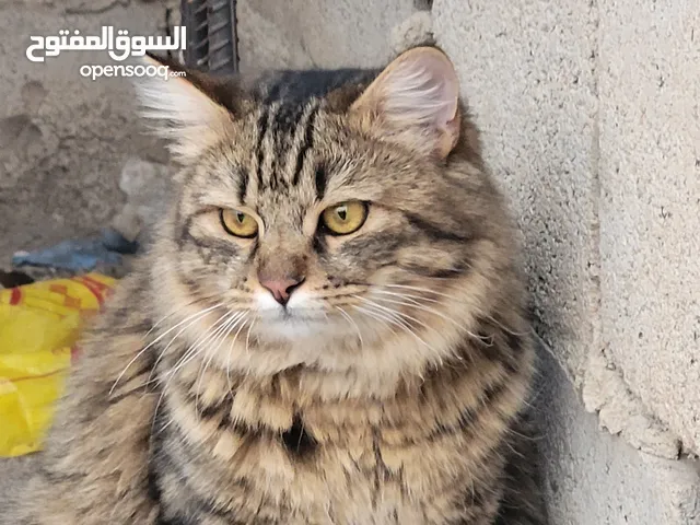 للبيع – القط الشجاع والوسيم "سيمبا" قط سيبيري