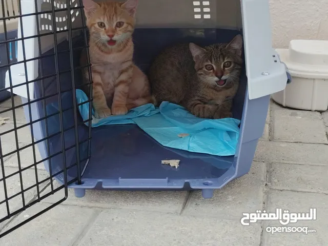 قطط منزليه