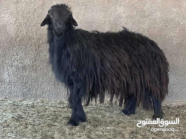كبش عماني للبيع