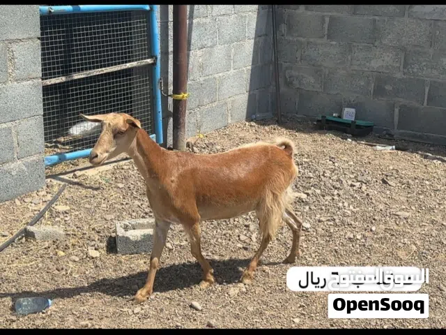 أغنام للبيع