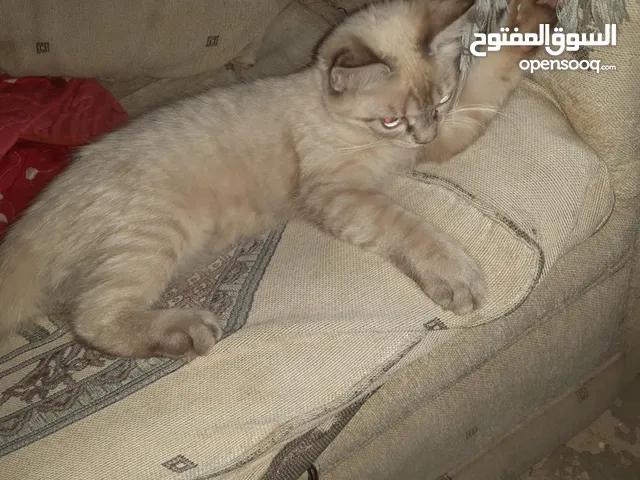 قطه هملايا ب20 دينار