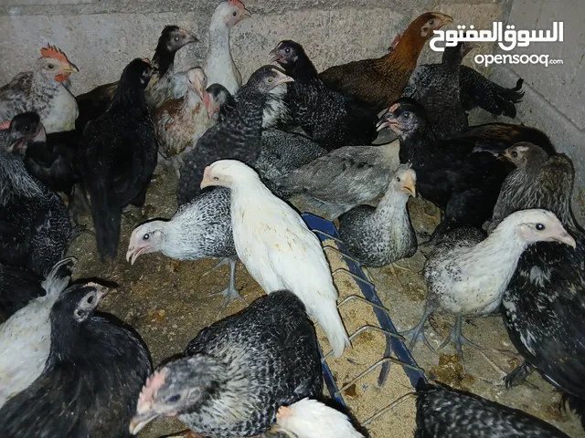 فرخات عمر 3 شهور وشهرين ونص