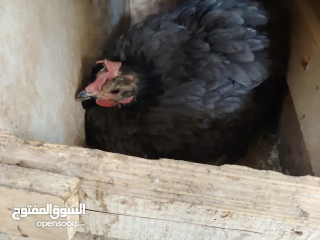 جاج للبيع بسعر مناسب