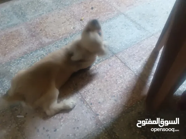 كلب كولدن للبيع