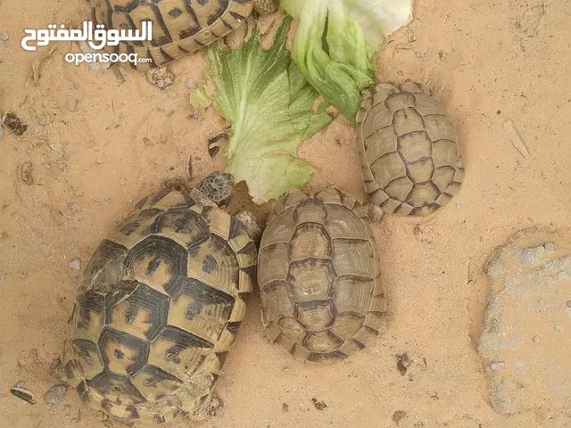 سلاحف للبيع