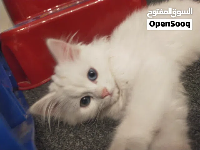 قطه شيرازي انثى