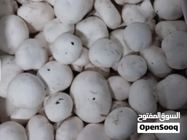 Button Mushroom ،  فطر الزرّ
