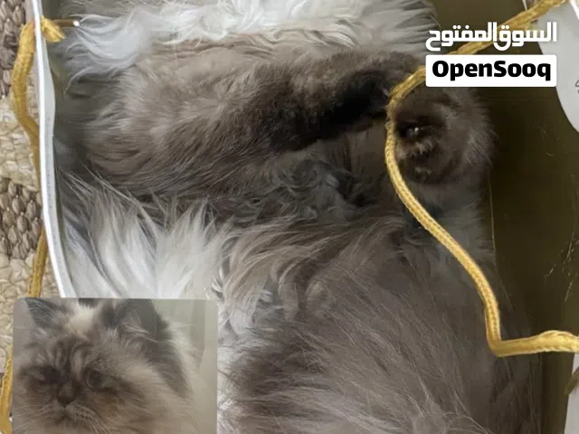 قطو الهيمالايا (Himalayan) سيل بوينت