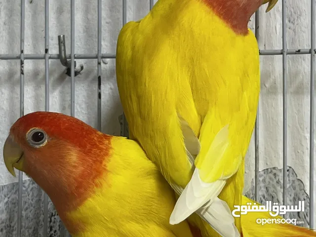 تصفيه على طيور منتجه ومحليه