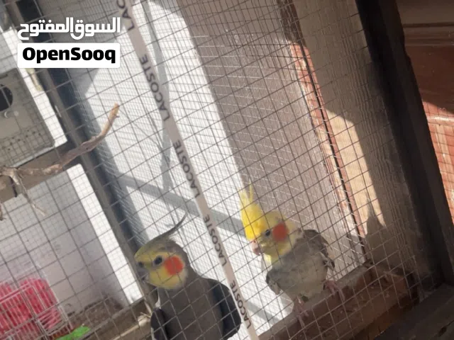 طيور كوكتيل