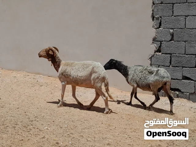 2نعاح وطنيه الله يبارك عشار بادن الله سليمات من العيوب وضروعهم سليمه سنهم تاني جمع..