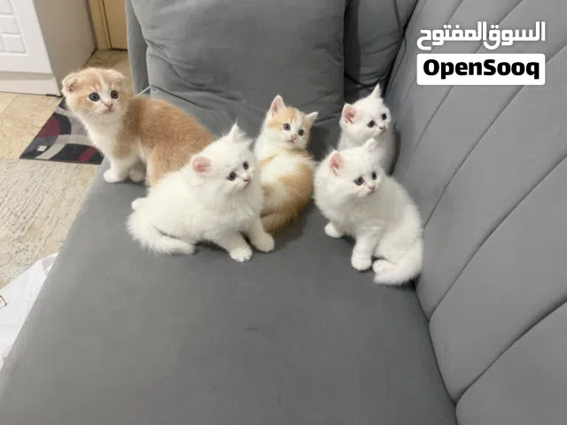 قطط شيرازي و سكوتش فولد
