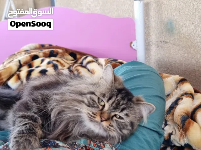 ارواح جميلة تبحث عن عائلة محبة ودائمة