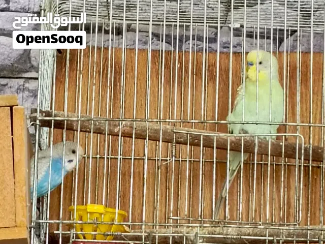 جوز كوكتيل شغال معو بيض و جوزين حب شغالات 100٪ مع بيض الله يبارك لصاحب النصيب