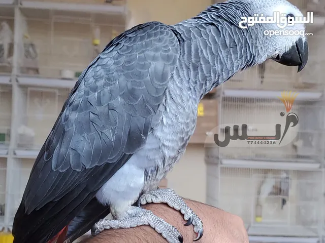 الكاسكو العملاق المتكلم تبارك الله