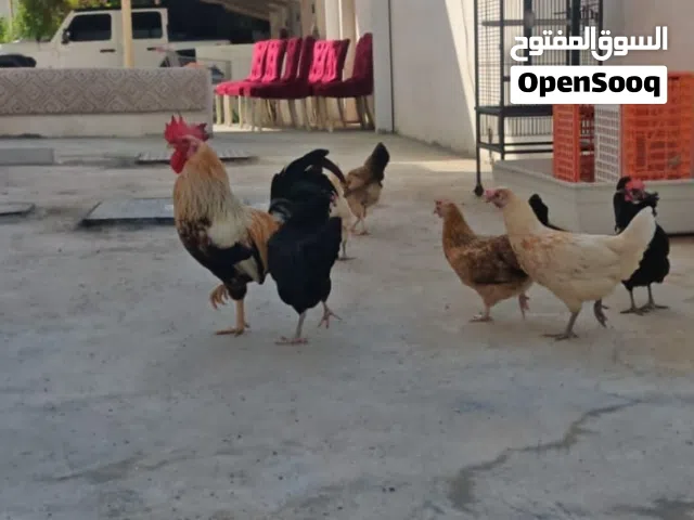 دجاج محلي بياض و دجاج وديك حبحب