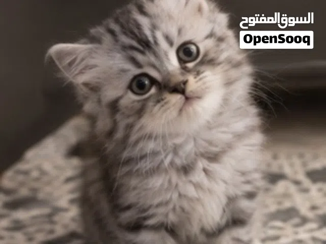 قطط بيع الجاد يدخل
