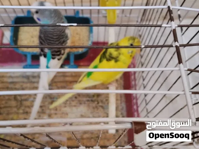 4 كوبيات بقلينو للبيع