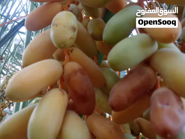 رطب برني ممتاز للبيع