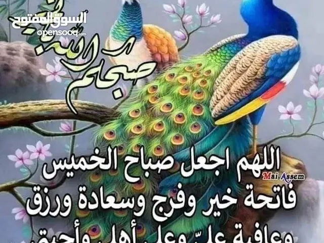 علي الدعيس