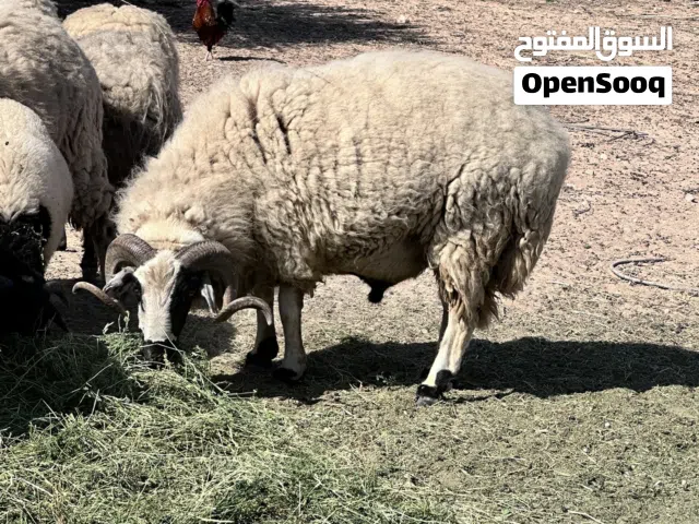 زوز خرفان سعي ربي يبارك