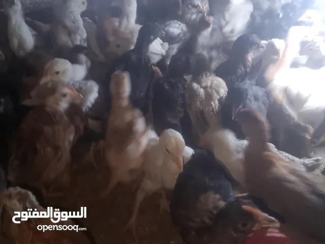 صيصان بلدي العمر شهر ماخذ جميع المطاعيم