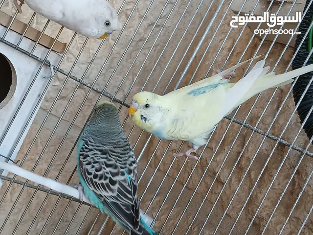 طيور [بادجي] عدد 3 للبيع صحه و نشاط و نظافه تبارك الله