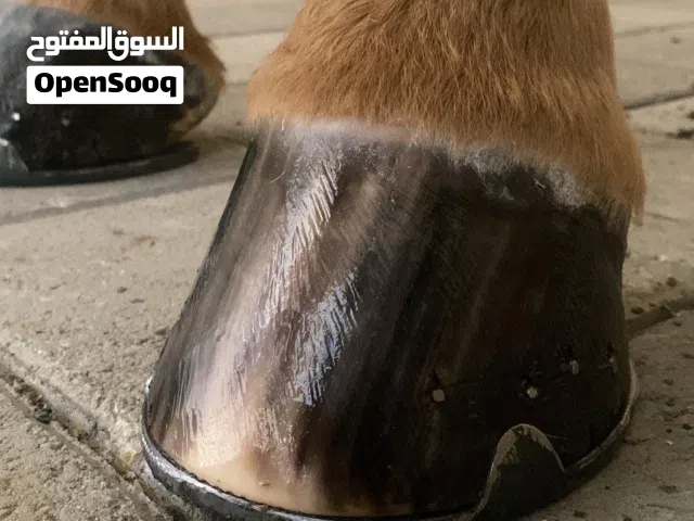 تحذيه جميع الخيول