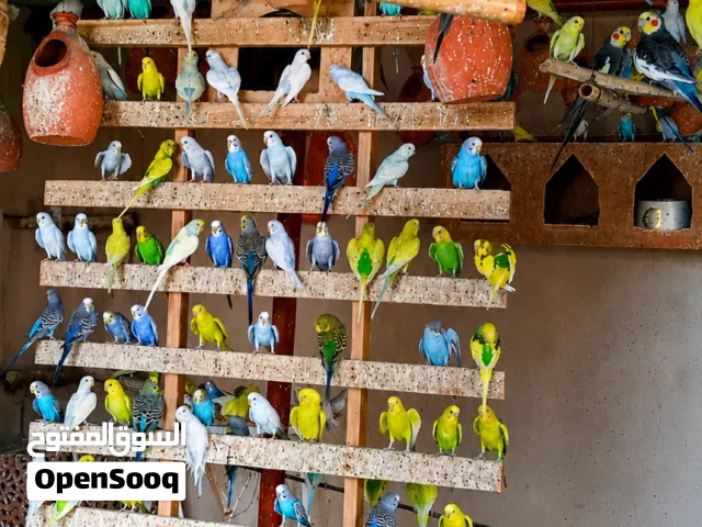 بادجي 50 حبه للبيع ريالين ونص الحين