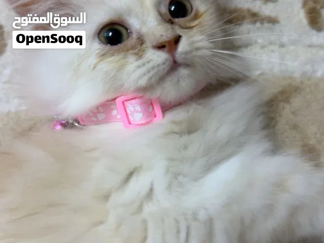 قطط للبيع مع اغراضها