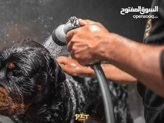 تحميم كلاب ....