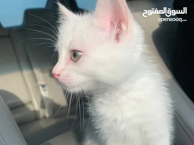 قطه انثئ بيضاء صغيره للبيع