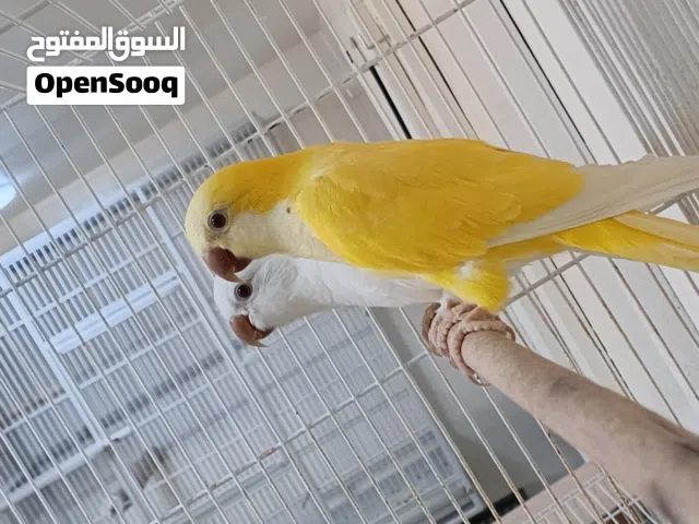 زوج كويكر للبيع