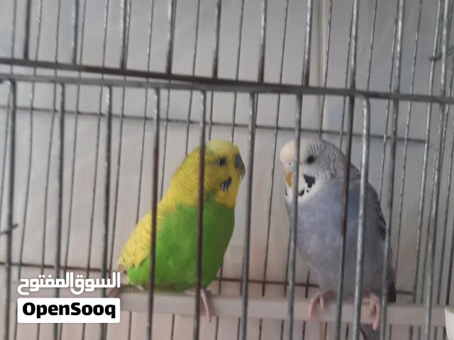 جوز حب للبيع