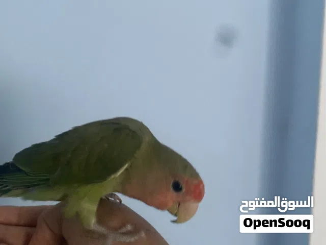 طير روز أليف مناسب للأطفال وطير لا يعض وطير انثى