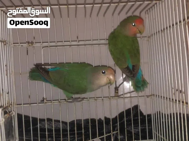 بركديلو للبيع