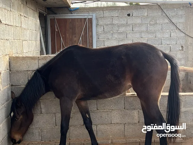 فرس ربداء 92%