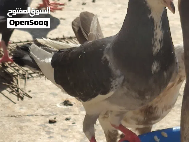 أربعة كوبيات للبيع. زوز يجرو ع دحي و كوبيتين تحتهم فرخ*فرخ