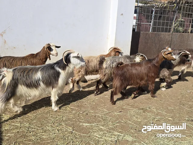 غنم من حلال بني سعيد وحلال الرحوب اغلبهن عشرات وشي ذبايح سمان الرأس بالجمله وتنقي