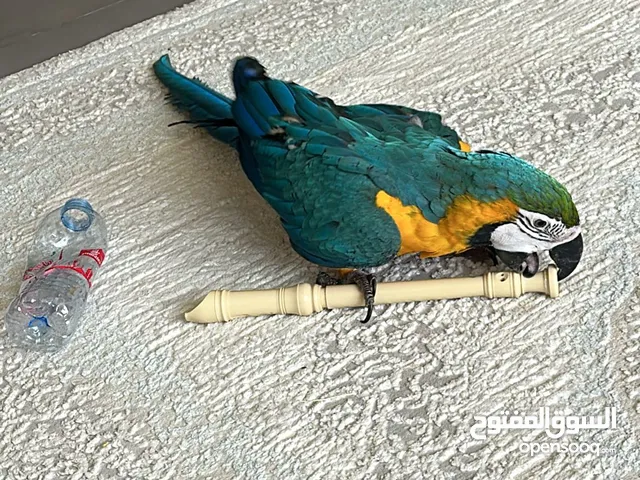 Gold & Blue Macaw