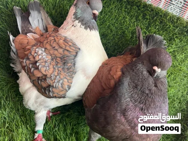 حمام للبيع مدينه امريكي وايرني وكويتي شوف الوصف
