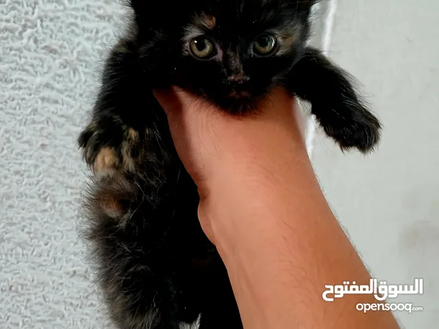 قط سيامي للبيع العمر من 60 إلى 65