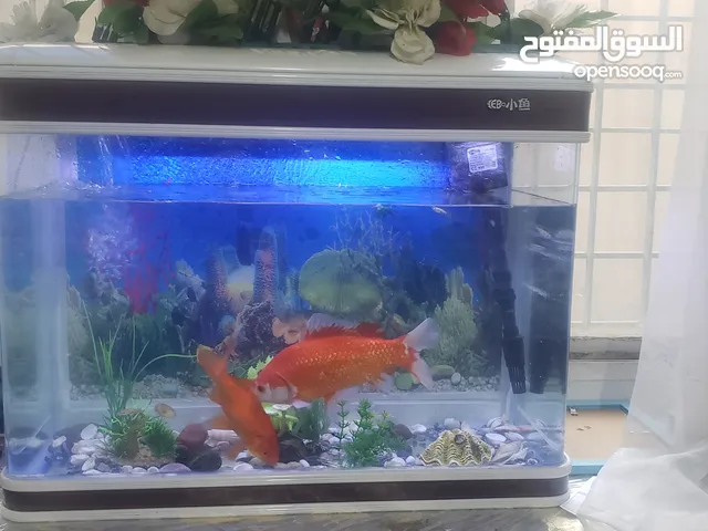 حوض سمك وسط اصلي