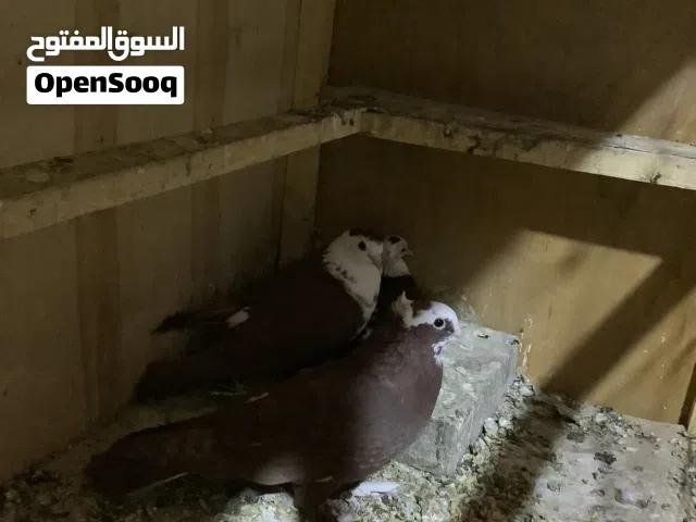 زوج حمر مع ابنهم اقرأ الوصف